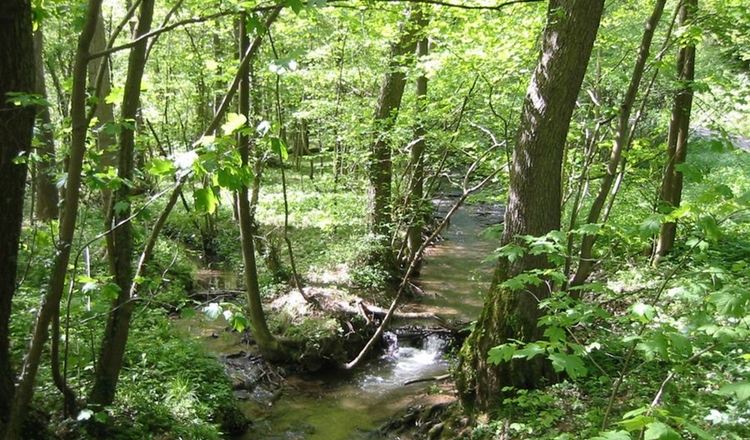 Bach Wald Landschaft Am Au1