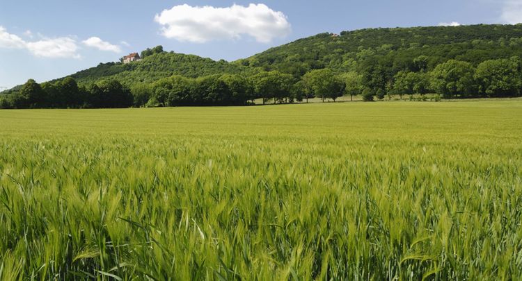 Gerstenfeld Vor Der Schaumburg