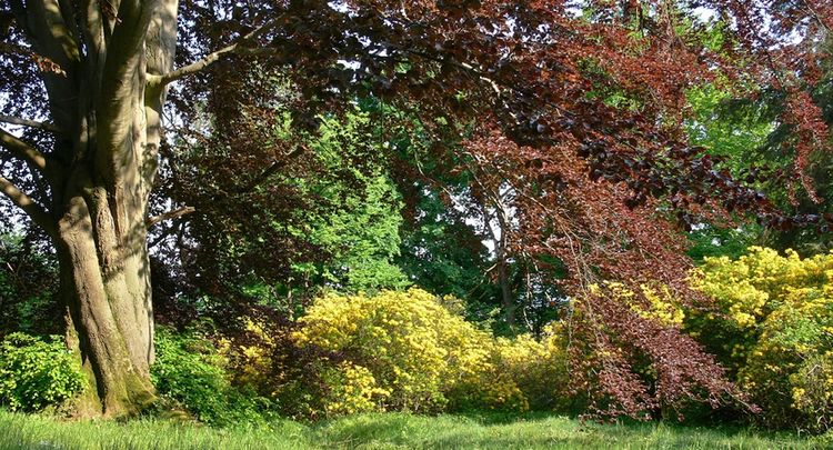 Rhododendronbluete Im Ohrbergpark