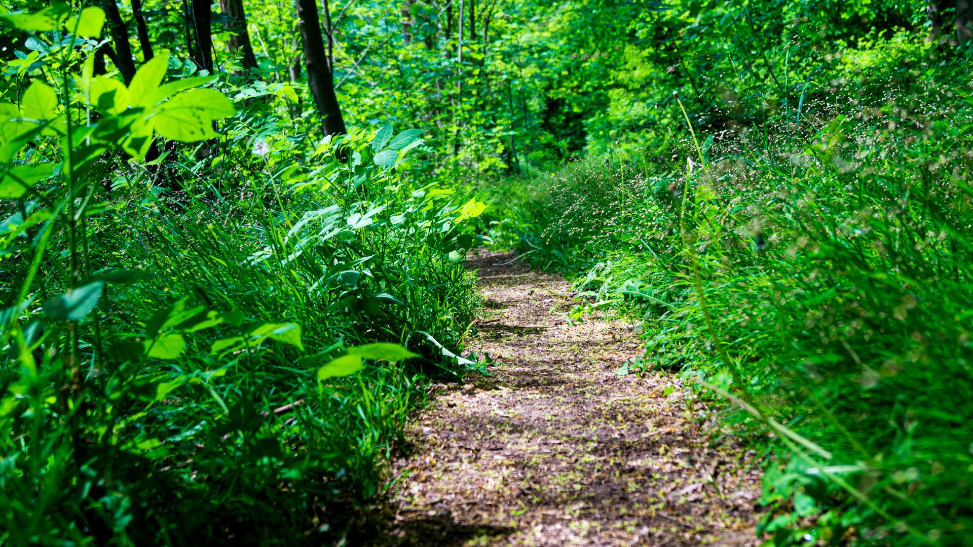 Etappe5 - Waldpfad auf dem Kamm des Wesergebirges, Rinteln