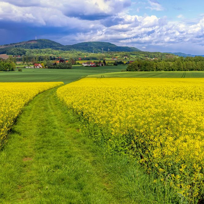 Wesergebirge bei Eisbergen mit Rapsfeld, Porta Westfalica