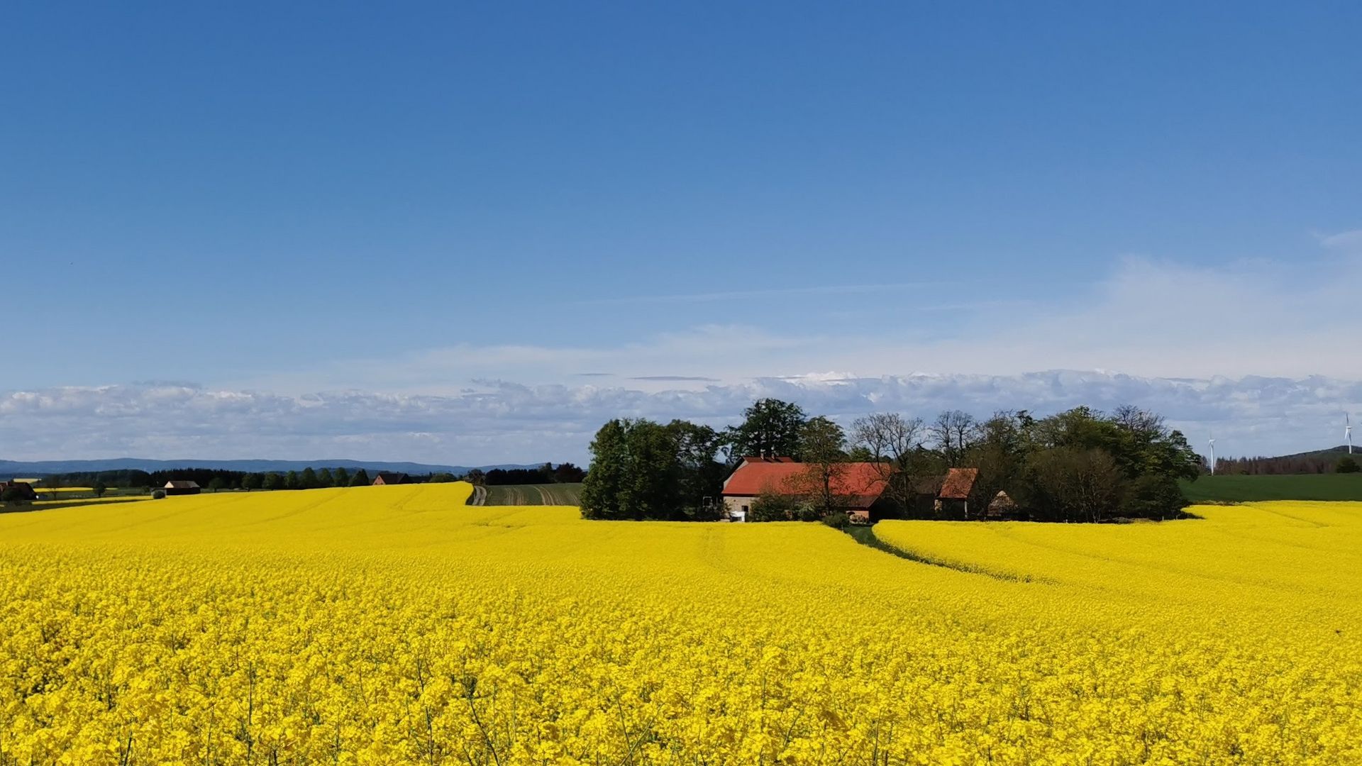 Hansaweg - Blick über Rapsfeld, Aerzen