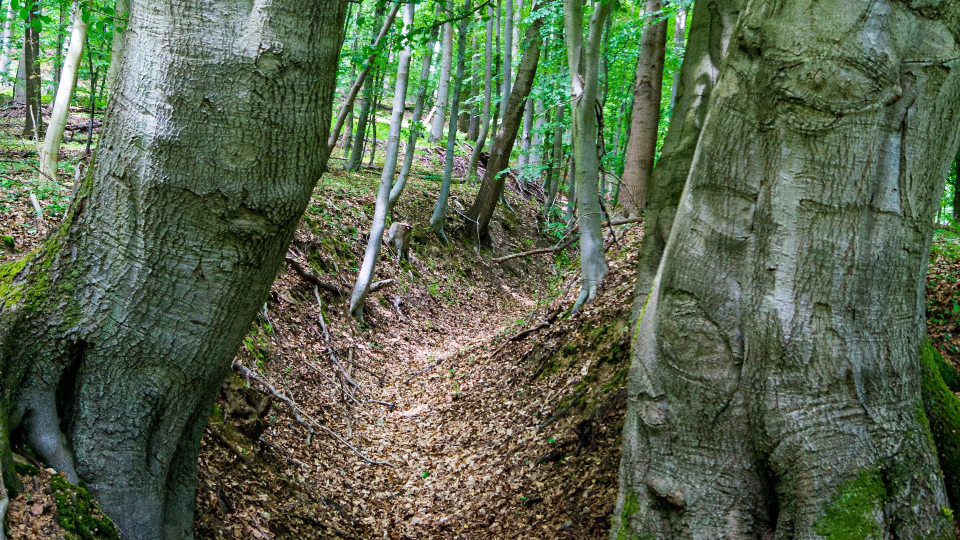 Etappe5 - Pfad im Wald mit Bäumen rechts und links, Rinteln