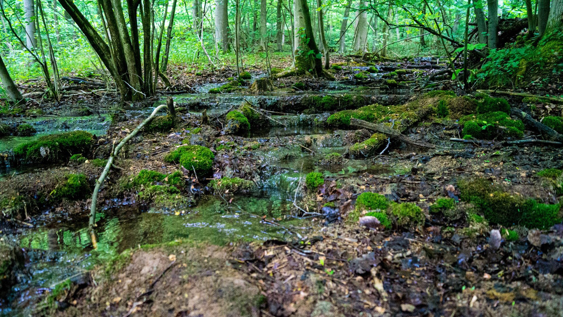 Etappe5 - Waldbach, Rinteln