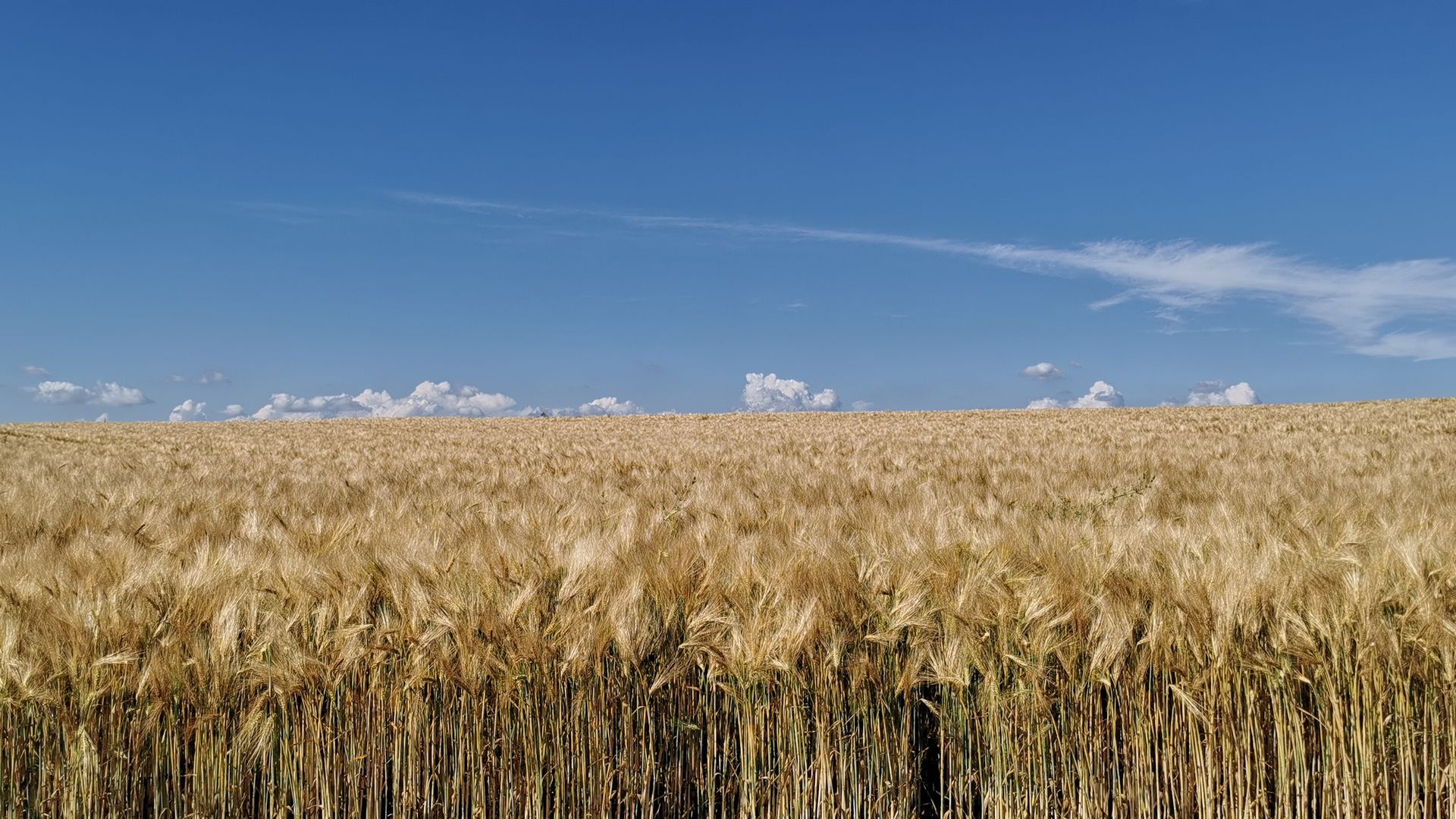 Hansaweg - Kornfeld