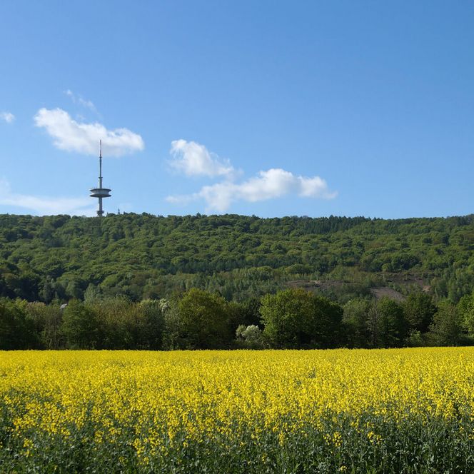 Fernsehturm mit Rapsfeld im Vordergrund, Porta Westfalica