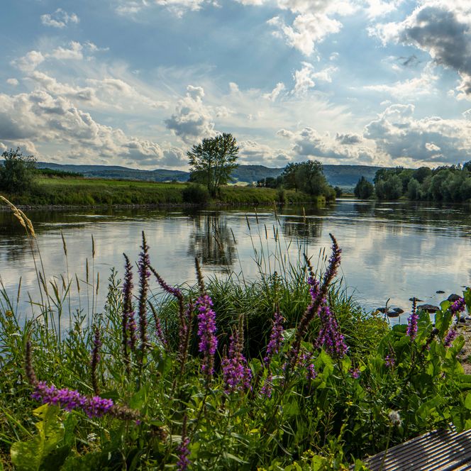 Weserufer mit Schilf, Hessisch Oldendorf
