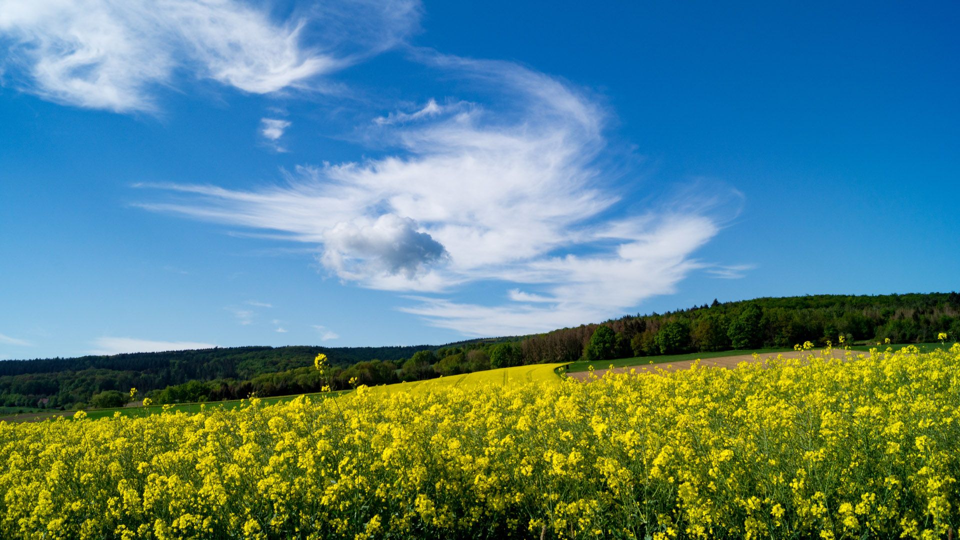 Etappe1 - von Rinteln nach Hemeringen entlang gelber Rapsfelder, Hessisch Oldendorf
