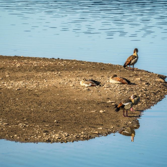 Auenlandschaft Hohenrode Sandbank mit Vogel, Rinteln