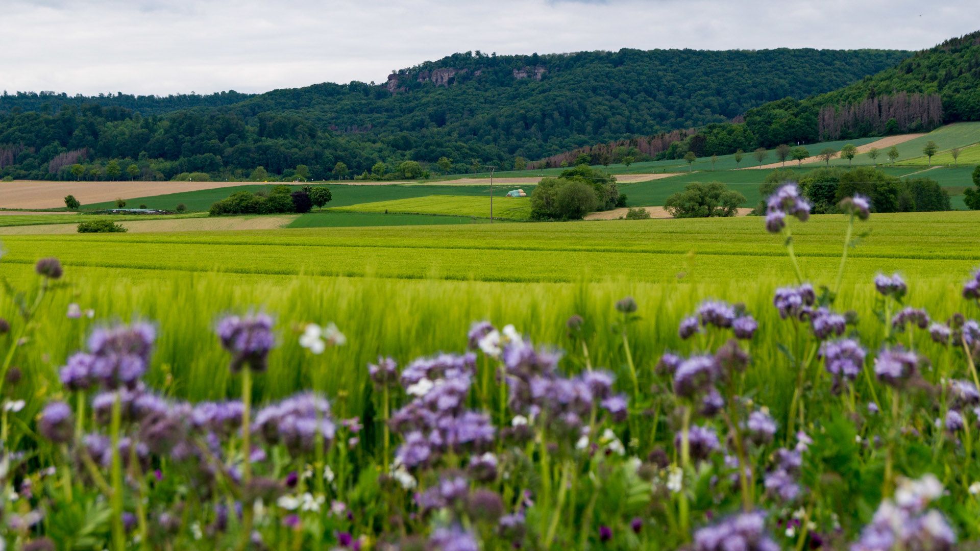 Etappe4 - Ausblick zum Hohenstein mit Feldblumen im Vordergrund, Hessisch Oldendorf