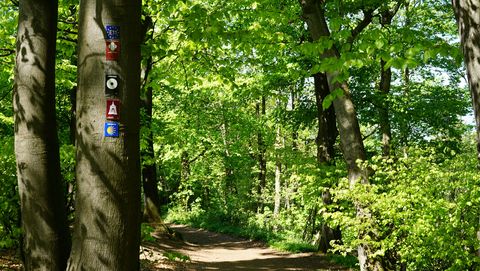 A4 - Kaiser-Wilhelm-Weg, Markierungszeichen am Baum im Wald, Porta Westfalica