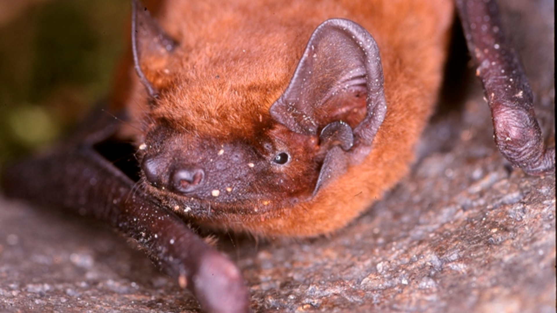 Fledermaus