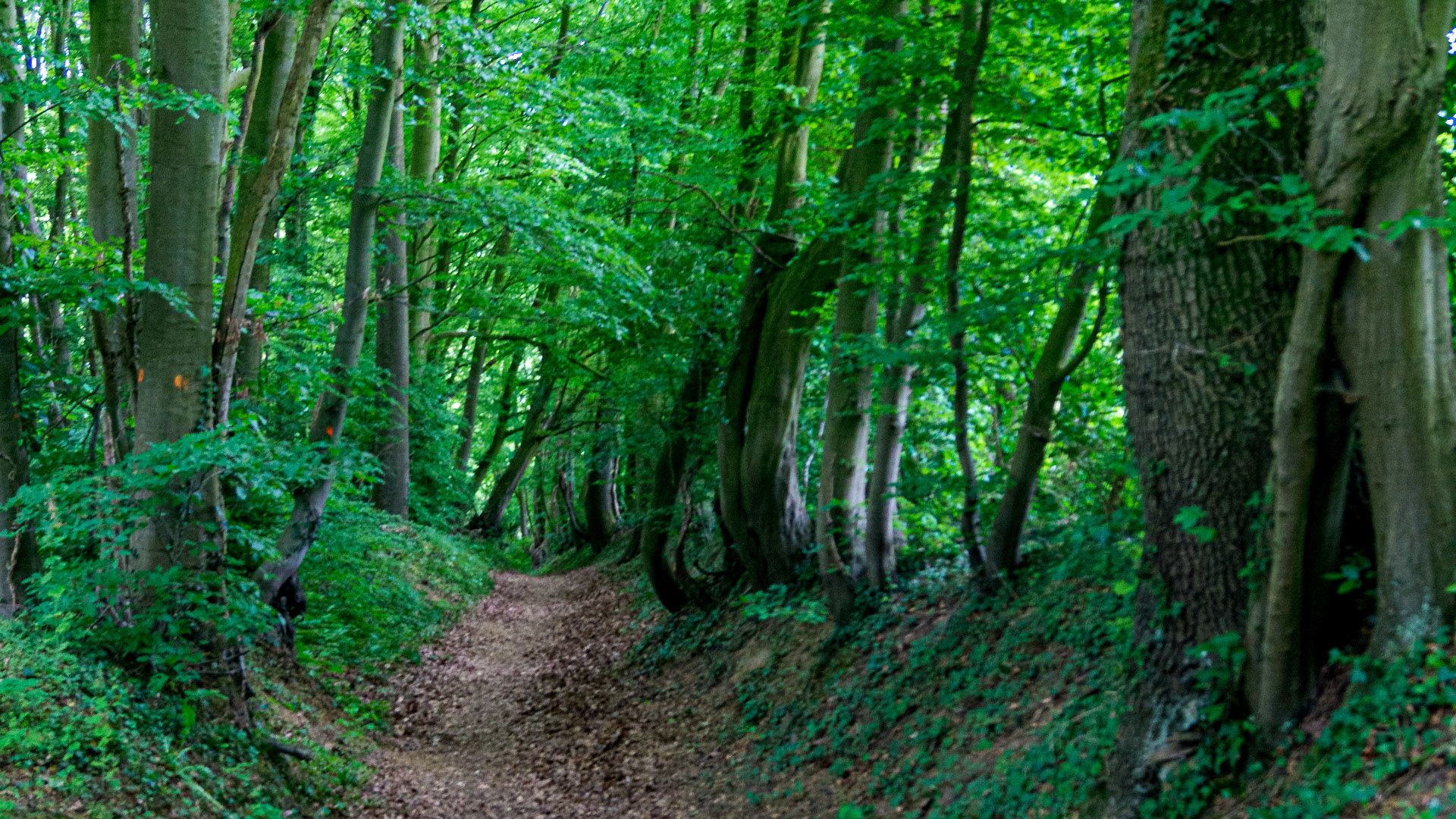 Etappe4 - Waldweg im Süntel zwischen grünen Bäumen, Hessisch Oldendorf