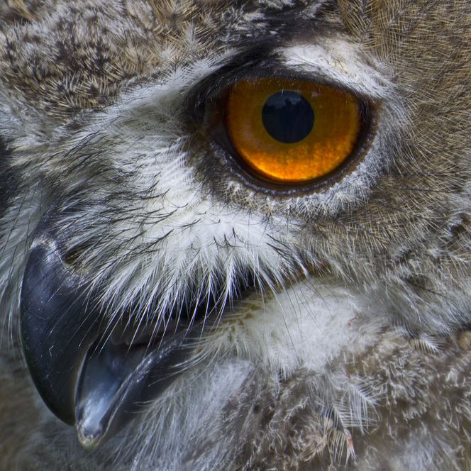 Nahaufnahme eines Uhus mit orangen Augen