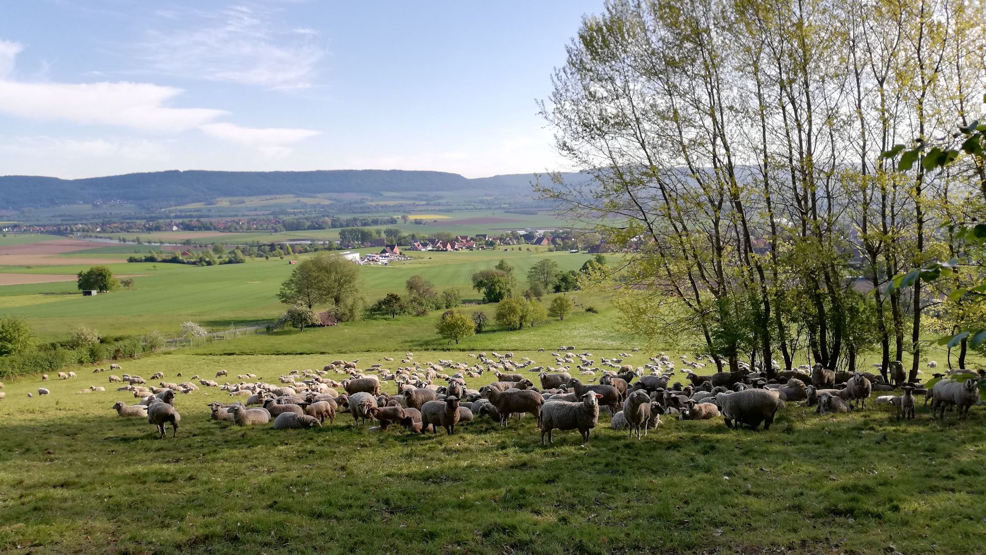 Etappe1 - Schafe am Wegesrand, Hessisch Oldendorf