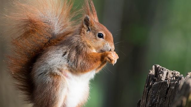 Eichhoernchen