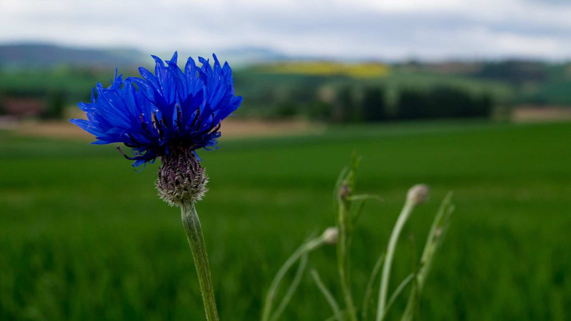 Etappe2 - blaue Kornblume