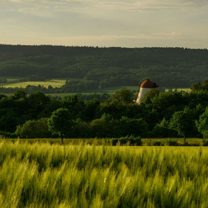 Blick auf eine alte Mühle mit Getreidefeld im Vordergrund, Auetal