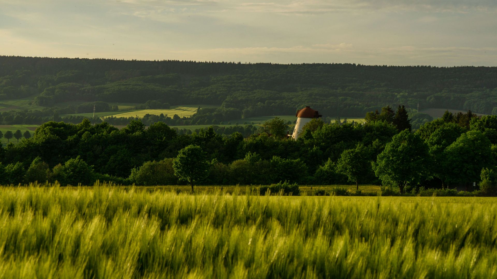 Blick auf eine alte Mühle mit Getreidefeld im Vordergrund, Auetal