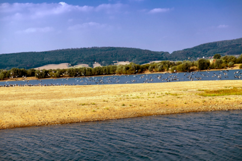 Auenlandschaft Hohenrode Vogelschwarm